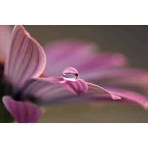 Umělecká fotografie Close-up of water drops on pink flower, Sonja Cvorovic / 500px, (40 x 26.7 cm)