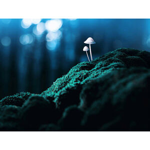 Umělecká fotografie Psychedelic mushrooms, Misha Kaminsky, (40 x 30 cm)