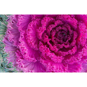 Umělecká fotografie Purple ornamental kale close-up, David_Bokuchava, (40 x 26.7 cm)