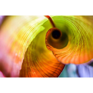 Umělecká fotografie Red Abyssinian Banana Leaf Curl, sebastianosecondi, (40 x 26.7 cm)