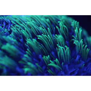 Umělecká fotografie Macro shor of colorful corals, kickers, (40 x 26.7 cm)