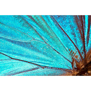 Umělecká fotografie Butterfly wing background, JodiJacobson, (40 x 26.7 cm)