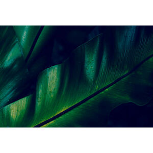 Umělecká fotografie Green rainforest fern dew closeup, AHDesignConcepts, (40 x 26.7 cm)