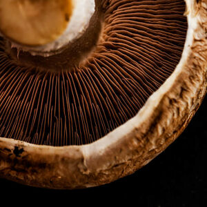 Umělecká fotografie Mushroom detail, Flavia Morlachetti, (40 x 40 cm)