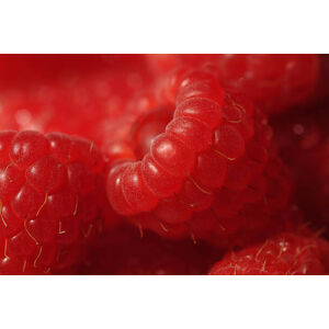Umělecká fotografie Close up of red raspberries (Rubus idaeus), David Burton, (40 x 26.7 cm)