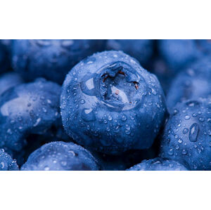Umělecká fotografie Wet Blueberry Closeup, Kativ, (40 x 24.6 cm)