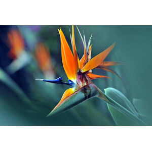 Umělecká fotografie The bird of paradise flower, caoyu36, (40 x 26.7 cm)
