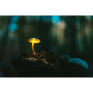 Umělecký tisk Fairy, glowing mushroom. Night in the, janiecbros, (40 x 26.7 cm)