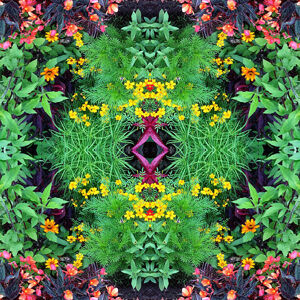 Ilustrace Flower Mandala, Mike Hill, (40 x 40 cm)