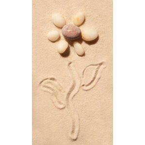 Ilustrace Flower of sea stones drawn on, AndrewRafalsky, (22.5 x 40 cm)