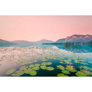 Umělecká fotografie Austria, Lake Mondsee, Water Lilies in the morning, Westend61, (40 x 26.7 cm)