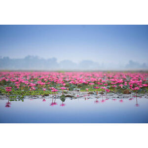 Umělecká fotografie Sea of pink lotus., thekob, (40 x 26.7 cm)