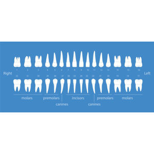 Umělecká fotografie The diagram of human teeth, vector illustration, hakule, (50 x 23.1 cm)