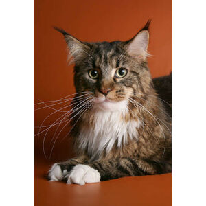 Umělecká fotografie Beige and brown maine coon cat, jehandmade, (26.7 x 40 cm)