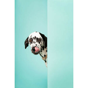 Umělecká fotografie Dalmatian Dog Licking His Nose, Ilka & Franz, (26.7 x 40 cm)