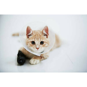 Umělecká fotografie Cat wearing medical cone collar, Johner Images, (40 x 26.7 cm)