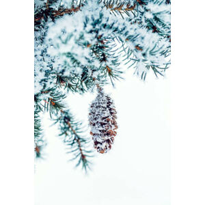 Ilustrace Snow covered Frosty Ice Close-up Pine, oxygen, (26.7 x 40 cm)
