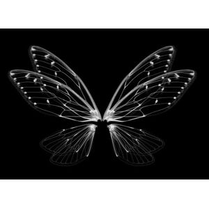 Umělecká fotografie Insect cicada wing isolated on white background, anatchant, (40 x 30 cm)