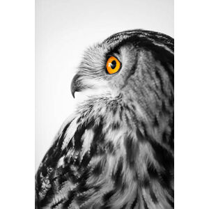 Umělecká fotografie Owl profile, Sean Gladwell, (26.7 x 40 cm)