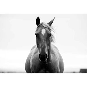 Umělecká fotografie A horse in a field., Jordan Siemens, (40 x 26.7 cm)