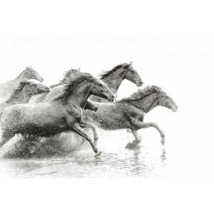 Umělecká fotografie Herd of Wild Horses Running in Water, tunart, (40 x 26.7 cm)