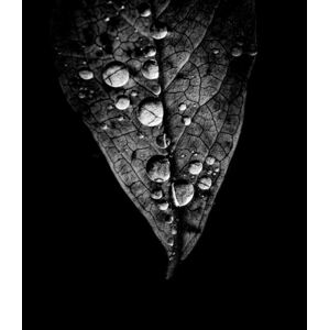 Umělecká fotografie Raindrops, Torsdatter, (35 x 40 cm)
