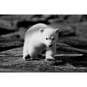 Umělecká fotografie Polar bear, fhm, (40 x 26.7 cm)