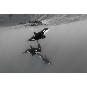 Umělecká fotografie Pod of female orcas, killer whales,, by wildestanimal, (40 x 26.7 cm)