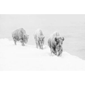 Umělecká fotografie Three bison covered in hoarfrost, jared lloyd, (40 x 26.7 cm)