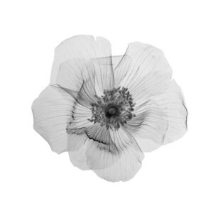 Umělecká fotografie Flower in bloom, X-ray, NICK VEASEY/SCIENCE PHOTO LIBRARY, (40 x 40 cm)