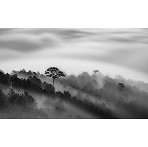 Umělecká fotografie Big tree in Pine forest in mist, Thang Tat Nguyen, (40 x 24.6 cm)