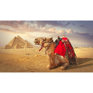 Umělecká fotografie Camel and the pyramids in Giza, narvikk, (40 x 22.5 cm)
