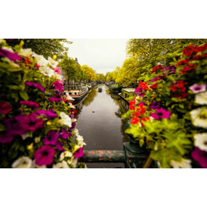 Umělecká fotografie Floral in Amsterdam, Merthan Kortan, (40 x 24.6 cm)