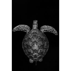 Umělecká fotografie Green turtle on black and white, Barathieu Gabriel, (26.7 x 40 cm)