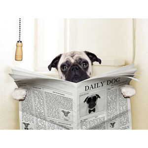 Umělecká fotografie dog toilet, damedeeso, (40 x 30 cm)