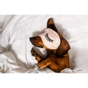 Umělecká fotografie An adult red-haired dachshund is resting, Oksana Restenko, (40 x 26.7 cm)