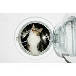 Umělecká fotografie Cat in a washing machine, Image Source, (40 x 26.7 cm)