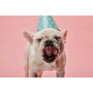 Umělecká fotografie french bulldog in blue birthday cap, LightFieldStudios, (40 x 26.7 cm)