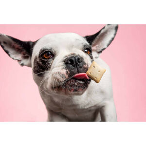 Umělecká fotografie Dog catching a biscuit., ClarkandCompany, (40 x 26.7 cm)