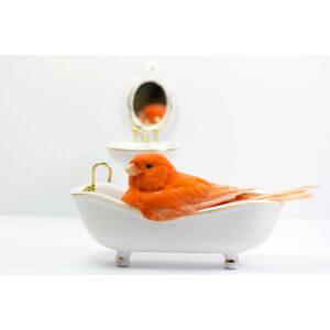Umělecká fotografie Bird taking a bath in the bathtub, Fernando Trabanco Fotografía, (40 x 26.7 cm)