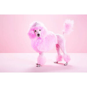 Umělecká fotografie Miniature Pink poodle, pink poodle,studio, JW LTD, (40 x 26.7 cm)