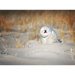 Umělecká fotografie Snowy Owl Having a Good Laugh, Vicki Jauron, Babylon and Beyond Photography, (40 x 30 cm)