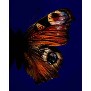 Umělecká fotografie Part of butterfly with eye, Jonathan Knowles, (30 x 40 cm)