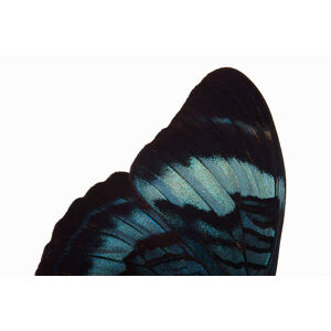Umělecká fotografie Detail of butterfly wing , side, Paul Taylor, (40 x 26.7 cm)