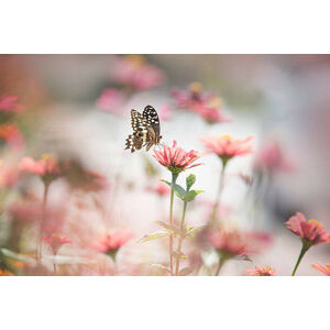 Umělecká fotografie One butterfly stop on pink flower, twomeows, (40 x 26.7 cm)