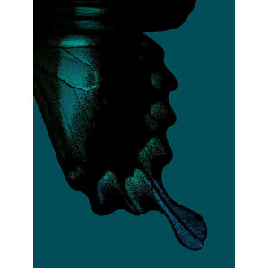 Umělecká fotografie Part of butterfly wing on turquoise background, Jonathan Knowles, (30 x 40 cm)