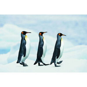 Umělecká fotografie King Penguins walking in single file, Joel Simon, (40 x 26.7 cm)