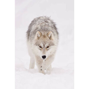 Umělecká fotografie Portrait of arctic wolf  in, Maxime Riendeau, (26.7 x 40 cm)