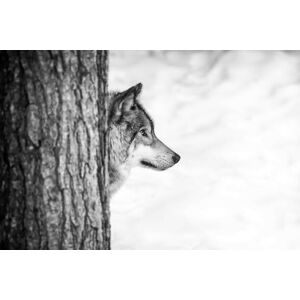 Umělecká fotografie Lone wolf and tree, Insight Imaging, (40 x 26.7 cm)