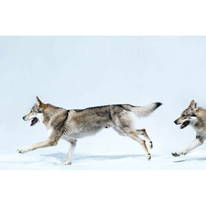 Umělecká fotografie 2 wolves running, Henrik Sorensen, (40 x 26.7 cm)